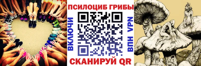 Псилоцибиновые грибы Psilocybe Абакан